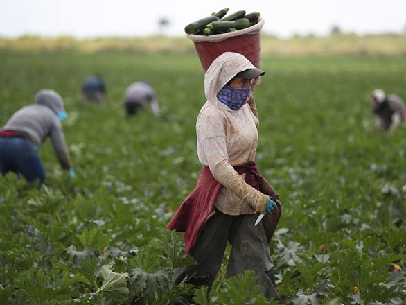 masked farm workers