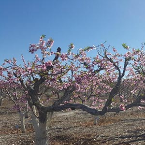 tree blossoming in orchard